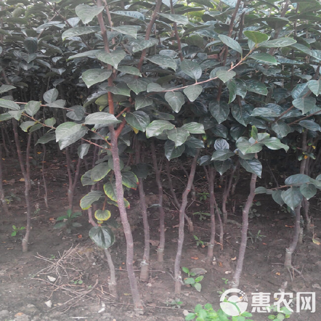 黑柿苗 基地直销 现挖现卖 包品种包成活 适合南北方种植