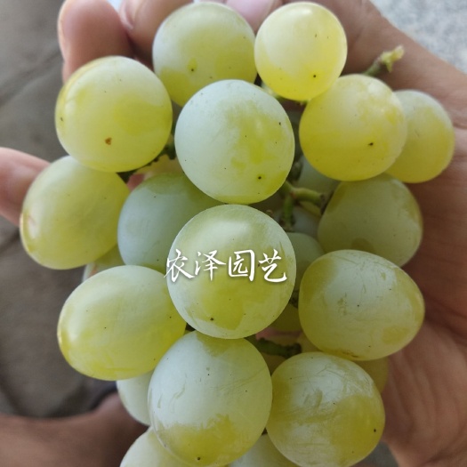 平度市泽香葡萄苗 黄蜜葡萄苗 泽山一号葡萄苗批发基地保纯保成活率