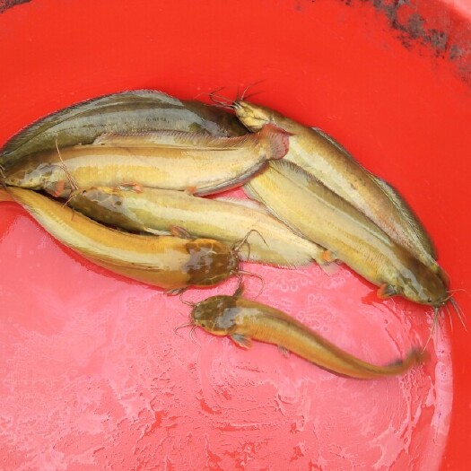 遂溪县三黄塘鲺