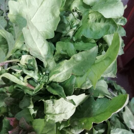 永城市 供应荠菜