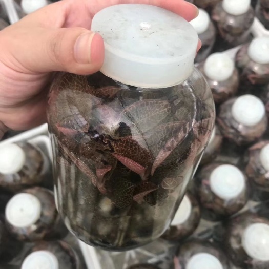 金线莲种苗