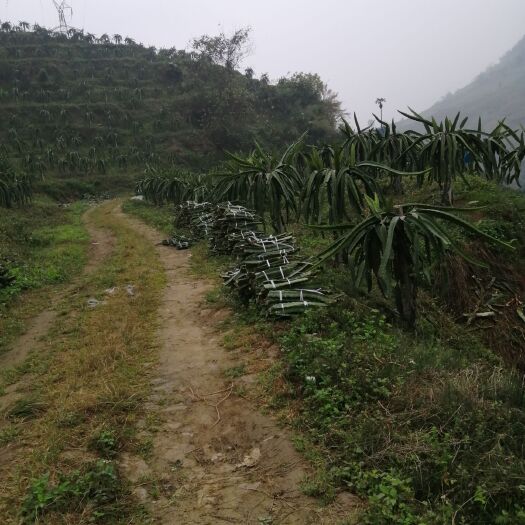 金平县 需要火龙果苗的请联系大量有货 便宜