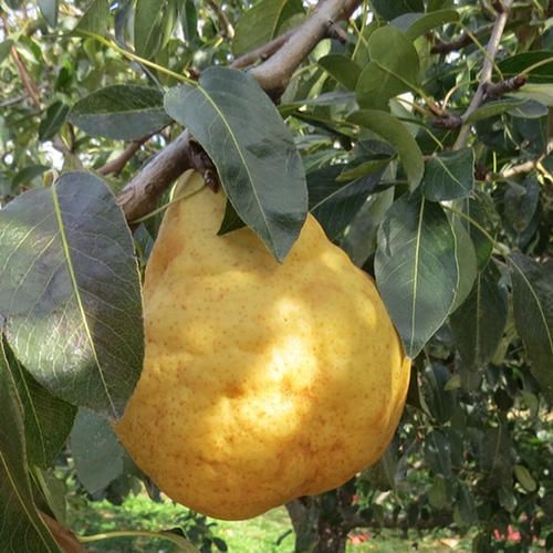  中华丑梨苗丑八怪苹果梨树苗嫁接苗南方北方种植盆栽地栽当年结