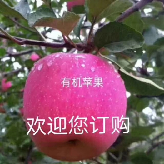 静宁县 静宁苹果水晶红富士10斤包邮，精品级