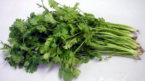 北镇市香菜 不好不要钱