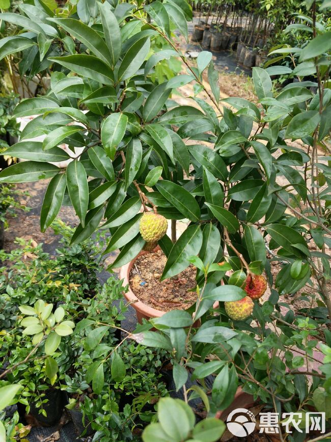 无核荔枝苗 荔枝树苗包邮 广西发货 嫁接妃子笑荔枝 桂味荔枝果树