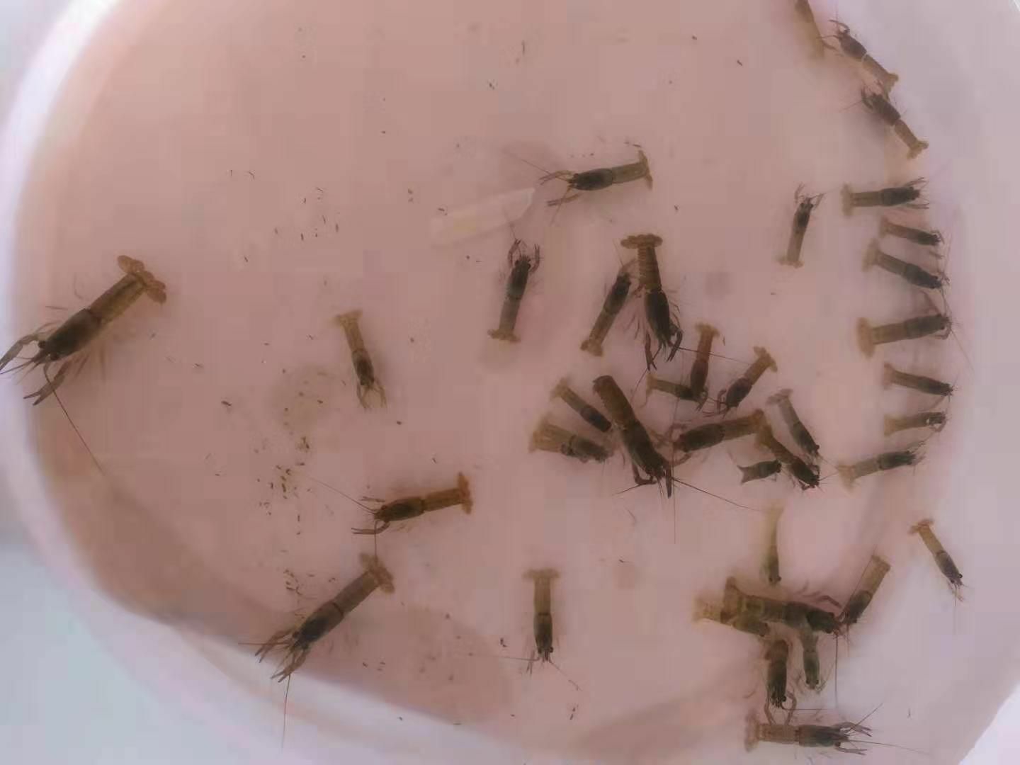  澳洲龙虾苗