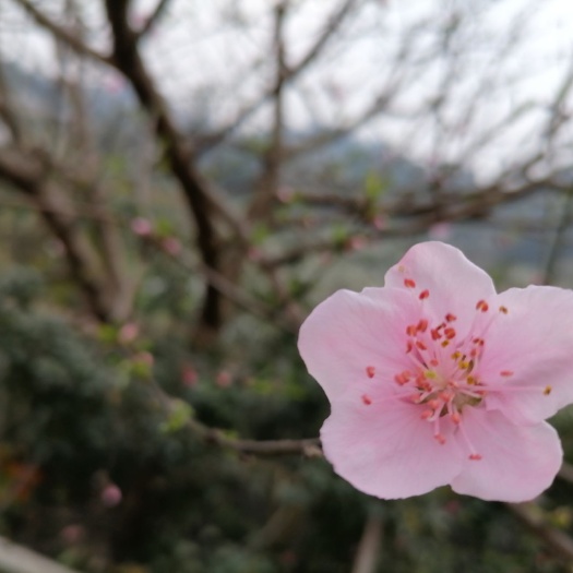 乐山 三华李