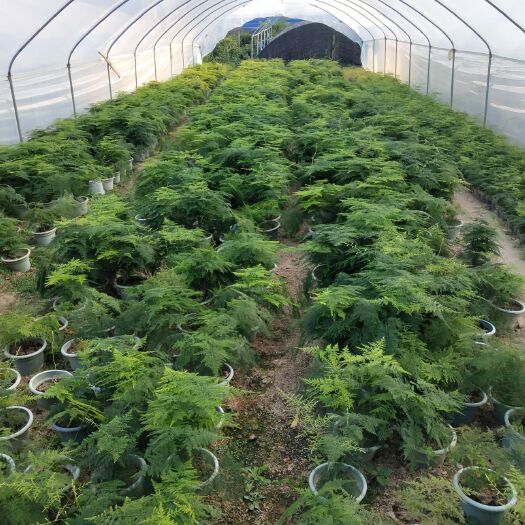 漳州 文竹基地自产自销