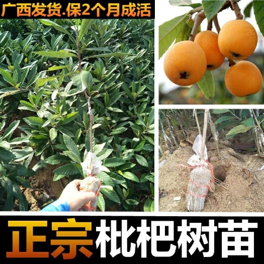 灵山县 枇杷苗嫁接枇杷树苗大五星南方北方种植盆栽地栽特大果树苗枇杷