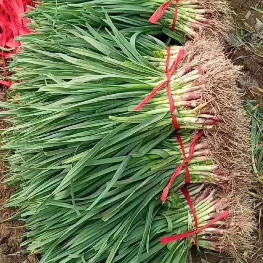 丰县 苏北蒜苗