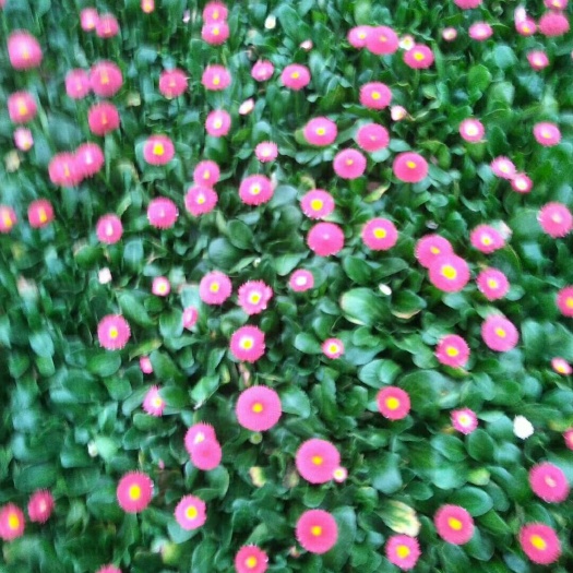 青州市 雏菊