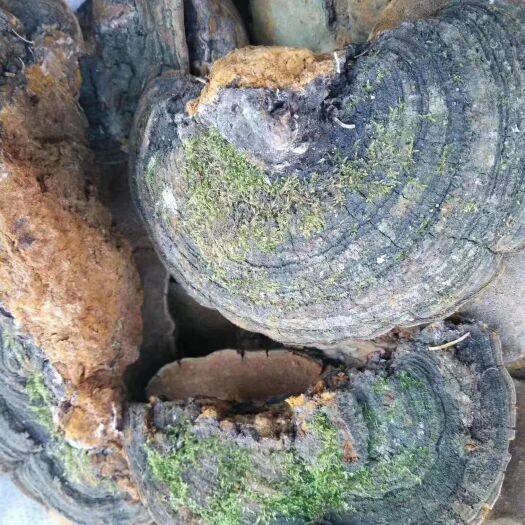 汤旺县中药材山药 灵芝    最好的中药材