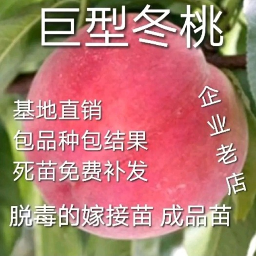 平邑县 巨型冬桃苗，个头大，甜度高，基地直供现挖发货