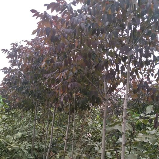 遵化市 秋紫白蜡