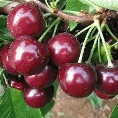 平邑县俄罗斯8号樱桃苗
