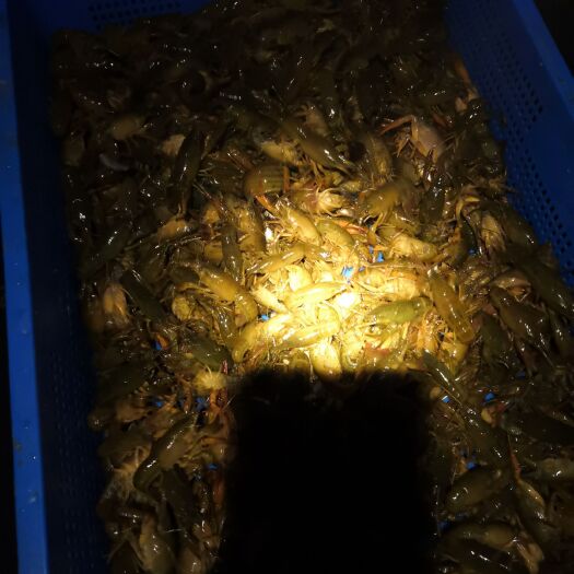 夹江县 小龙虾