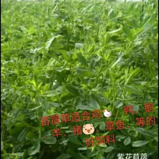彭阳县苜蓿草 诚信赢天下