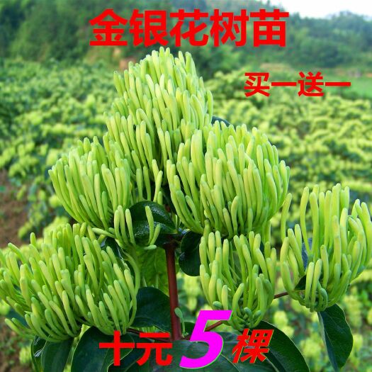 平邑县四季金银花苗 40~50公分