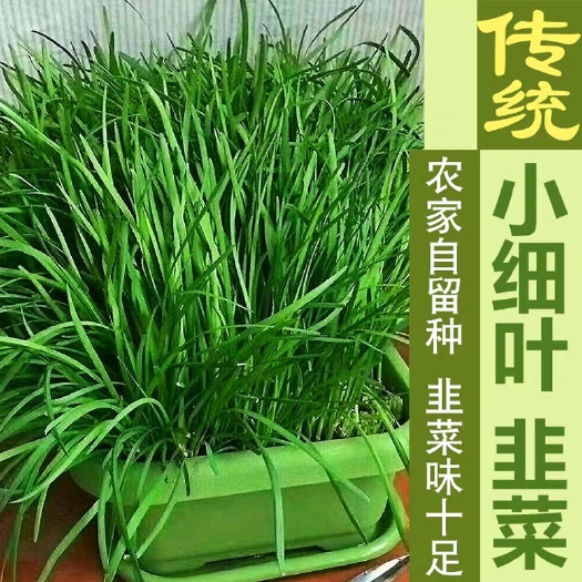 邵东市 四季韭菜种子 韭菜籽盆栽蔬菜种子庭院农家种植送种植菜籽