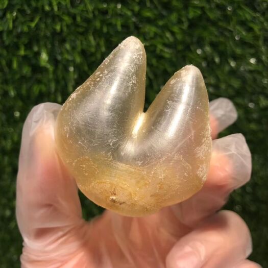 湛江鱼胶 鸡泡胶