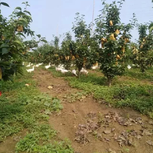 方城县 南阳博望坡黄金梨大量出售黄金梨，甜度在14-17之间