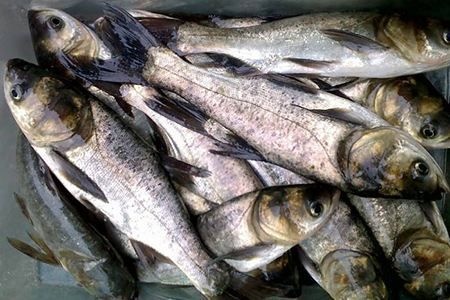 肥西县 人工鱼塘养殖8两-1.5斤白鲢鱼苗