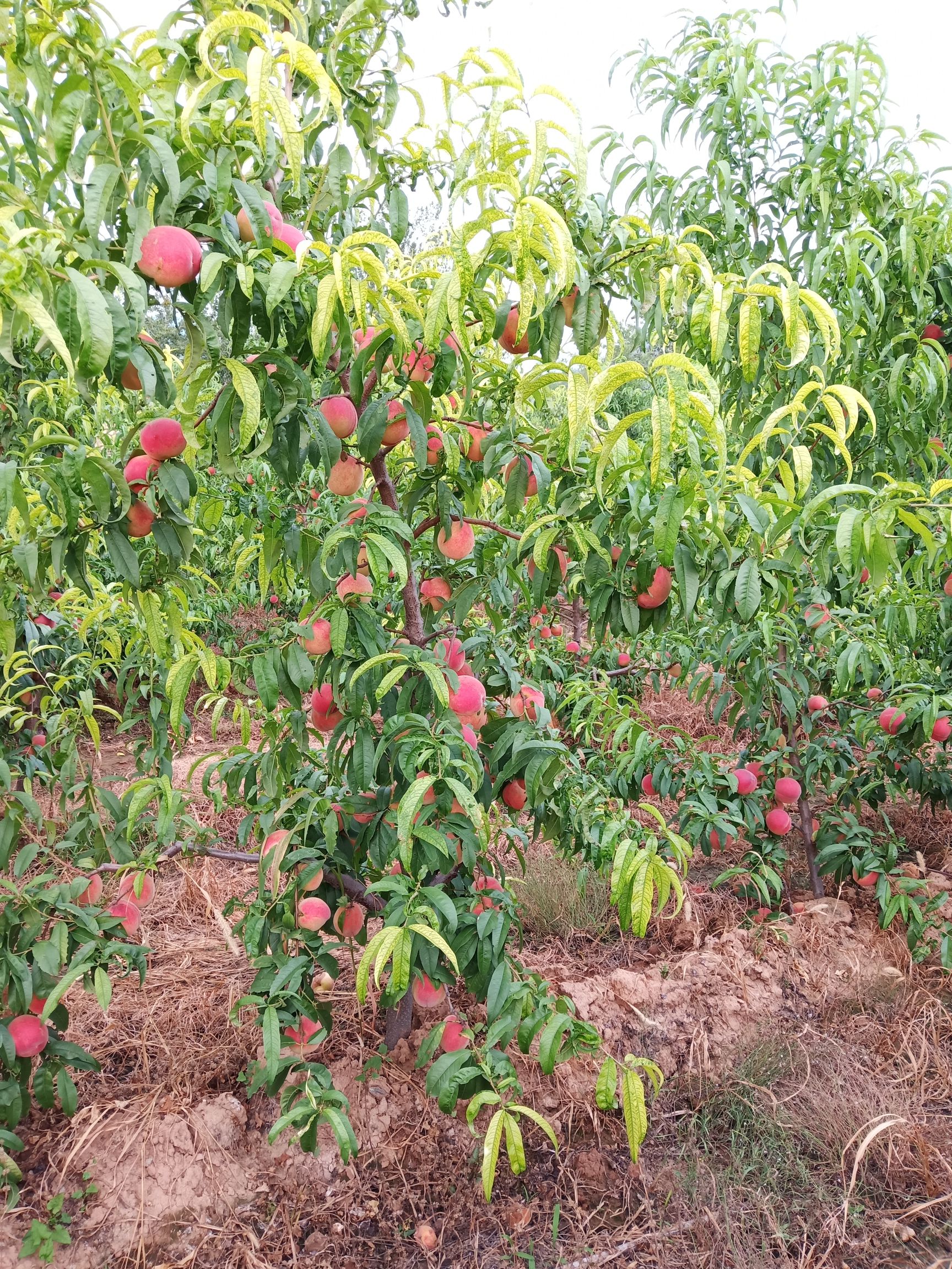 毛桃苗 出售主杆型桃树4一7公614品种