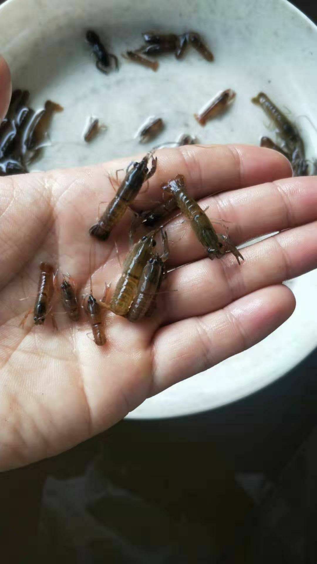  澳洲龙虾苗