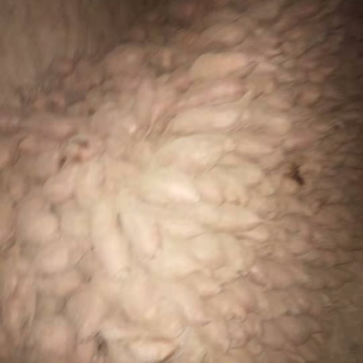 洪洞县 旱地红薯，绵甜可口，