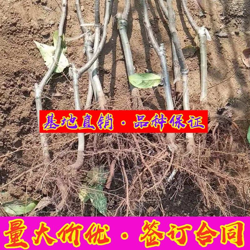 苹果梨种苗 1~1.5米