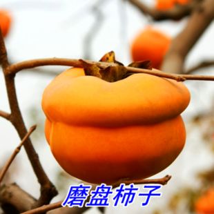  果树苗 磨盘柿子树苗 嫁接磨盘柿苗 南北方种植 盆栽地栽当