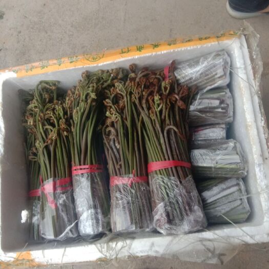 麻江县 新鲜蕨菜，大量批发