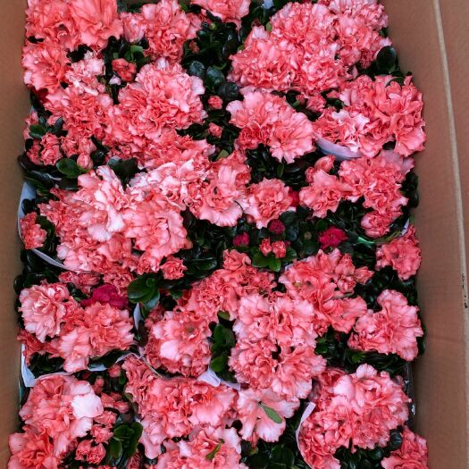 漳平市 西洋杜鹃花  樱桃红小桃红