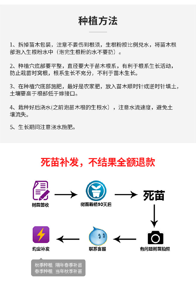 软柿苗 奶油柿子树苗 基地直销包品种包成活 适合南北方种植