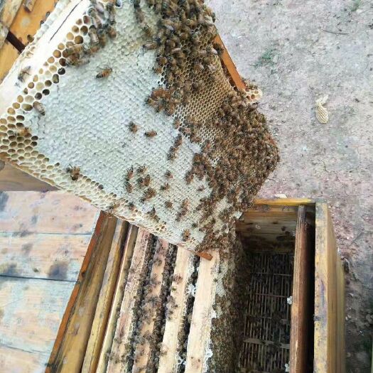 乐至县 蜜蜂意蜂