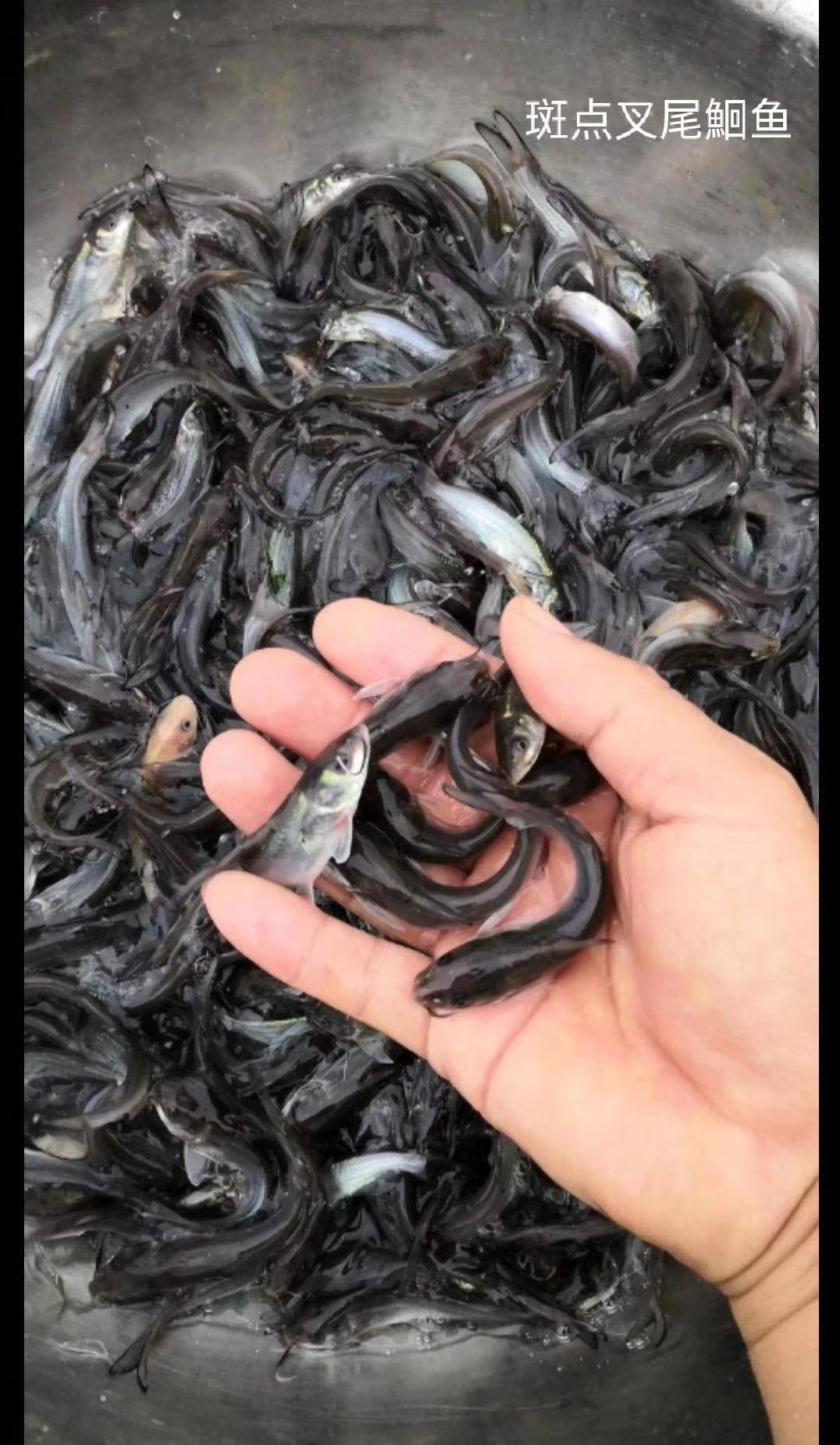 叉尾鮰鱼苗  叉尾鮰鱼