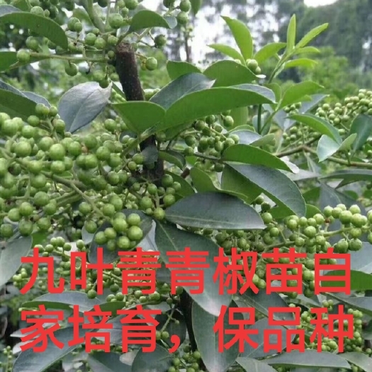 平邑县 九叶青青椒苗花椒苗，自家培育，基地直销假一赔万保成活。