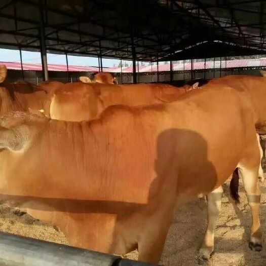 郓城县 肉牛