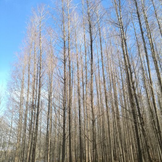  苹果树苗，量大从优，欢迎实地参观考察。