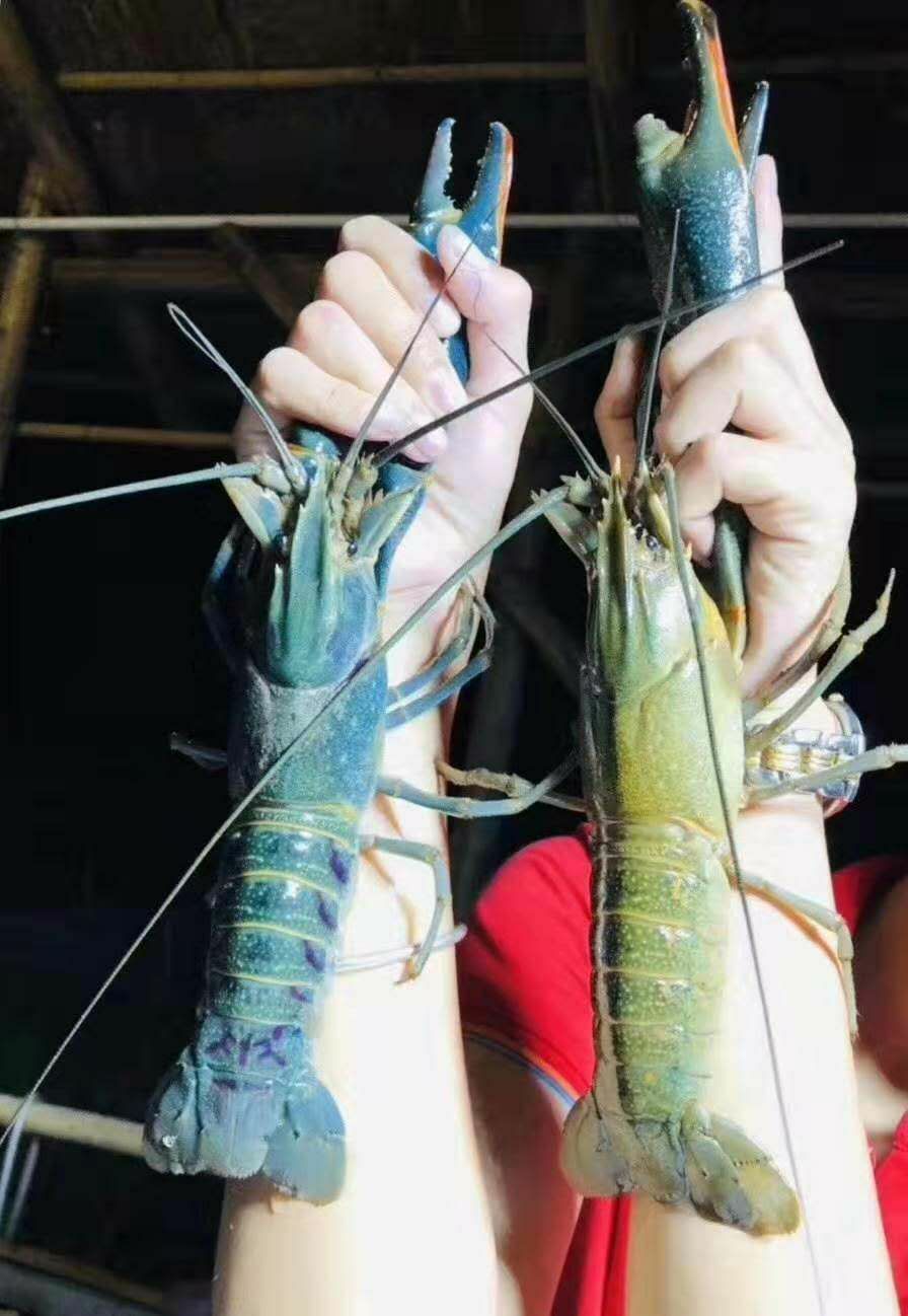  澳洲龙虾苗
