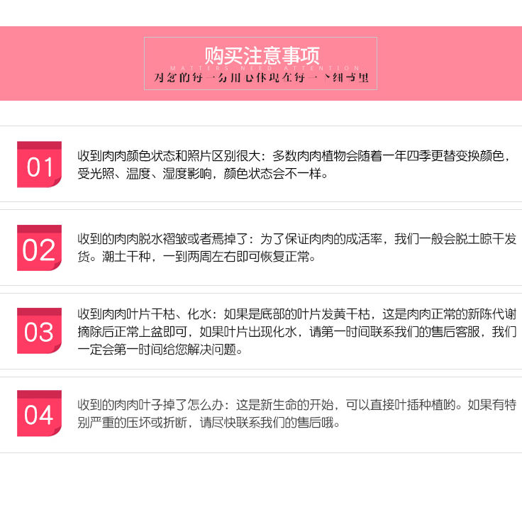 多肉植物 多肉组合精选36棵品种随机发 送36个盆土 包邮