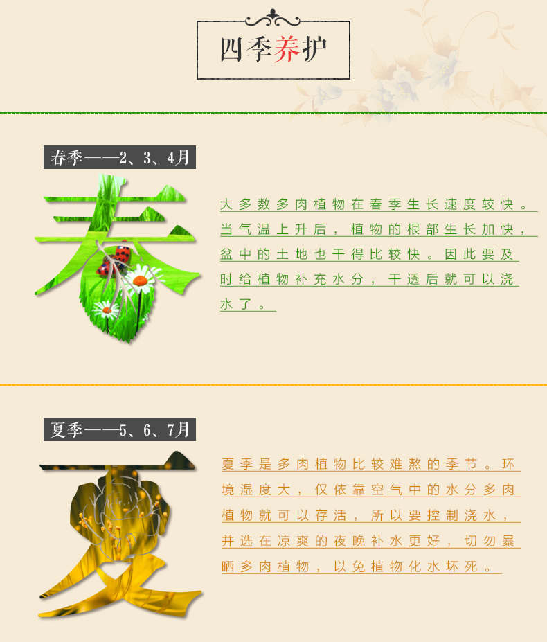 多肉植物 多肉组合精选36棵品种随机发 送36个盆土 包邮