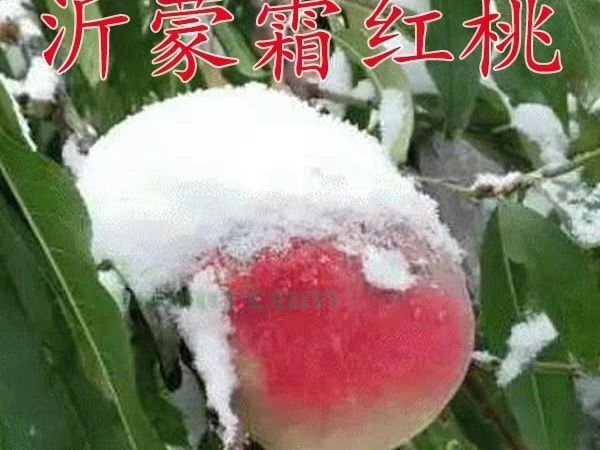 平邑县 沂蒙霜红桃树苗，基地直销量大，果肉香甜，耐寒耐旱，耐病虫