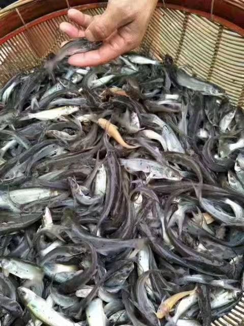 叉尾鮰鱼苗  叉尾鮰鱼