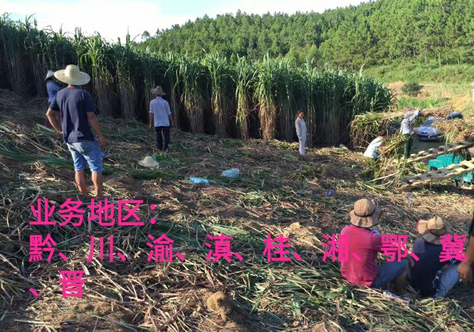 皇竹草种子  新型皇竹草种苗