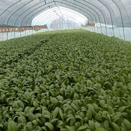 苏州小青菜 精品青菜  量大从优