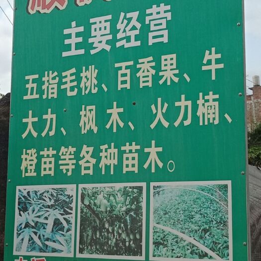 灵山县牛大力苗 良种牛大力，需要请私聊