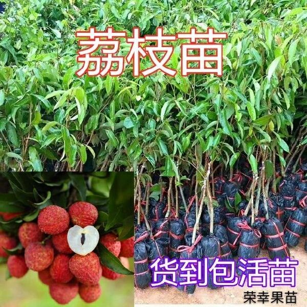 无核荔枝苗 荔枝树苗包邮 广西发货 嫁接妃子笑荔枝 桂味荔枝果树