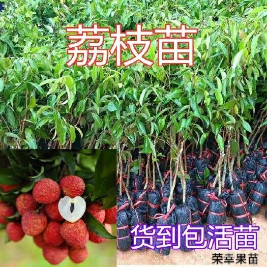 无核荔枝苗 荔枝树苗包邮 广西发货 嫁接妃子笑荔枝 桂味荔枝果树